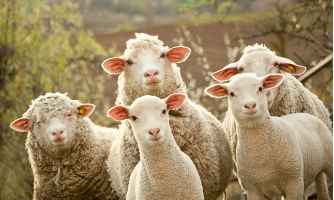 Herd On the Street – Japanese Equity Short Report